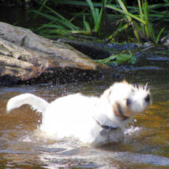 Kleiner Terrier mit Leinenbefreiung beim Baden im Teich